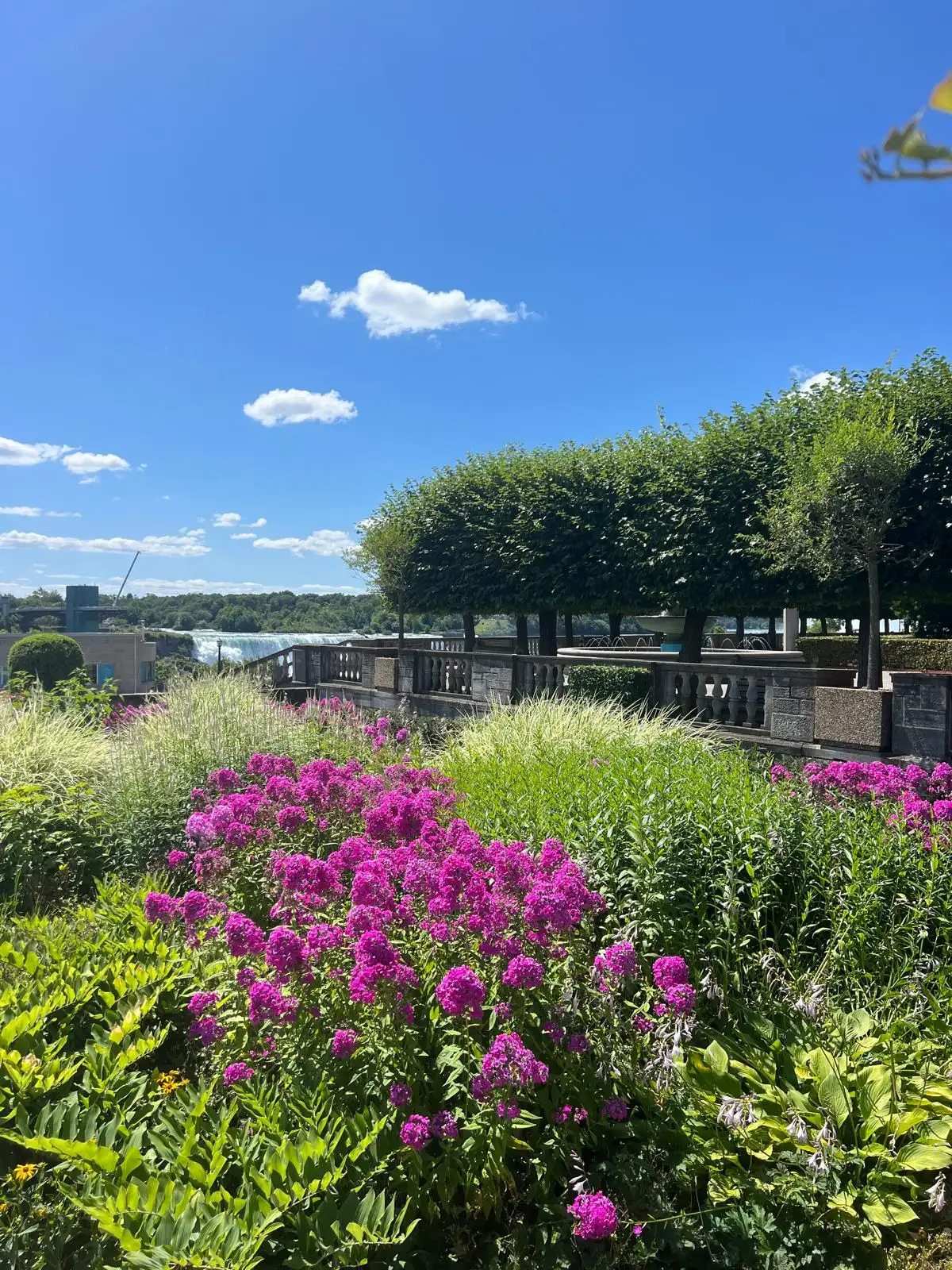 Vibrant pink wildflowers with Niagara River in background